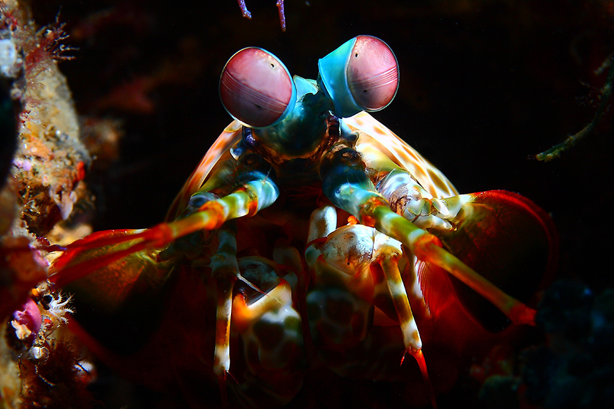 1.Amazing-Underwater-Weird-Creatures31__880