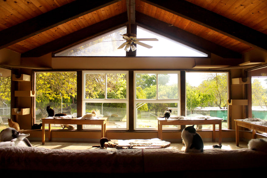 1.I-photograph-cats-at-the-largest-no-kill-cat-sanctuary-in-California-800-cats__880