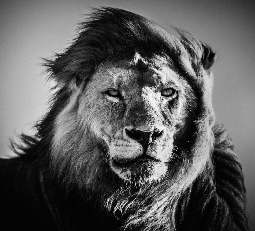 1.Laurent-Baheux-Lion-portrait-Kenya-2006-900-x-800-72-dpi__880