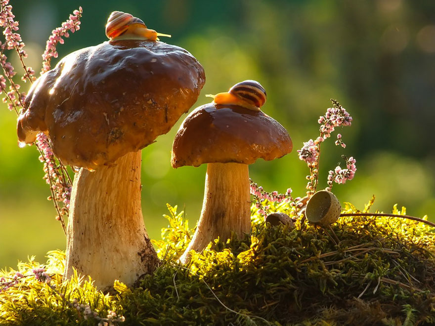 1.mushroom-photography-vyacheslav-mishchenko-2
