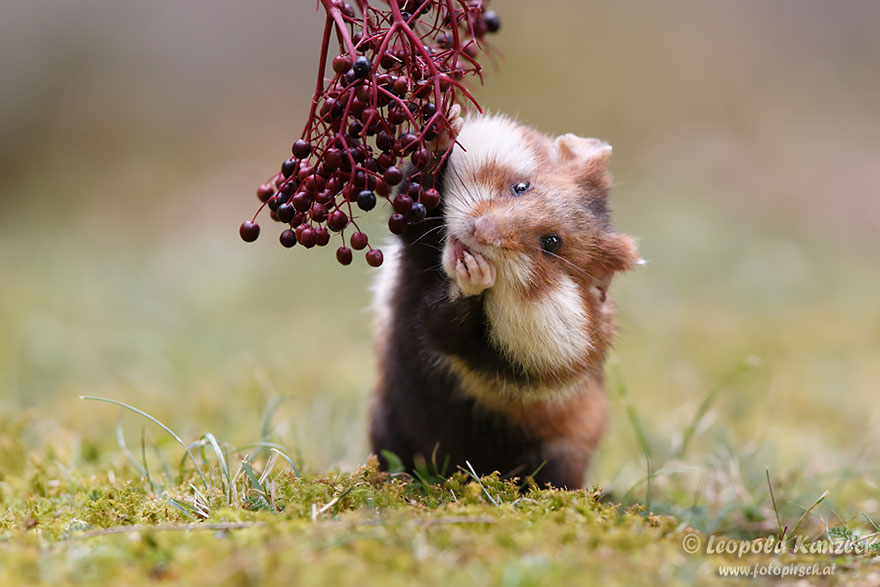 Foto Hamster lucu banget