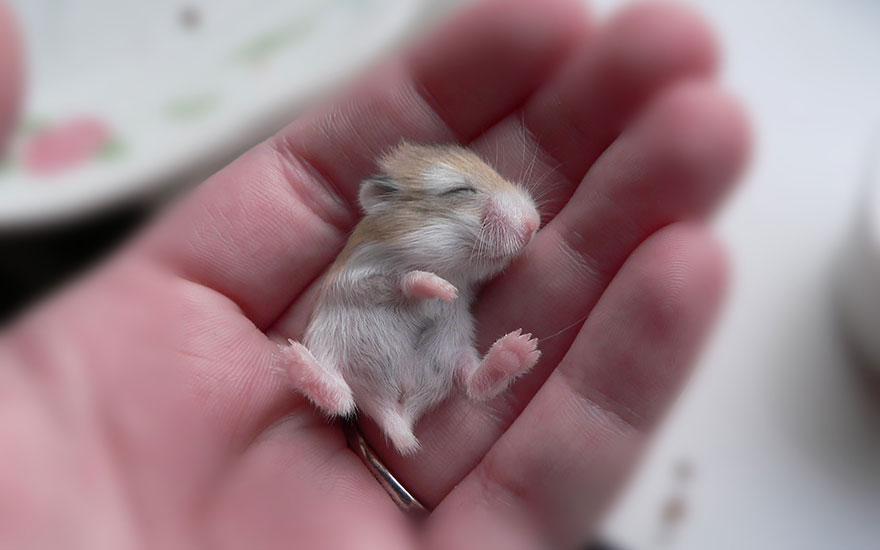 Hamster bikin gemes