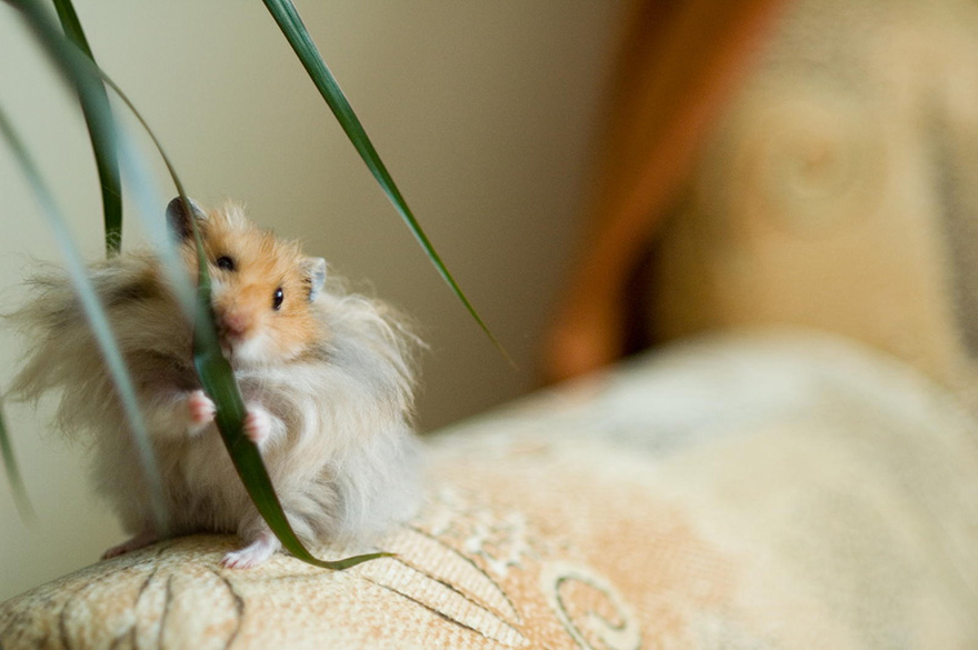 cute-hamsters-26__880