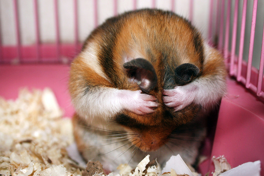 cute-hamsters-27__880