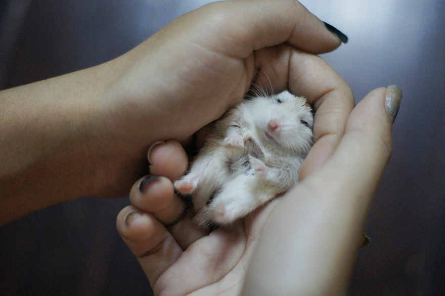cute-hamsters-37__880