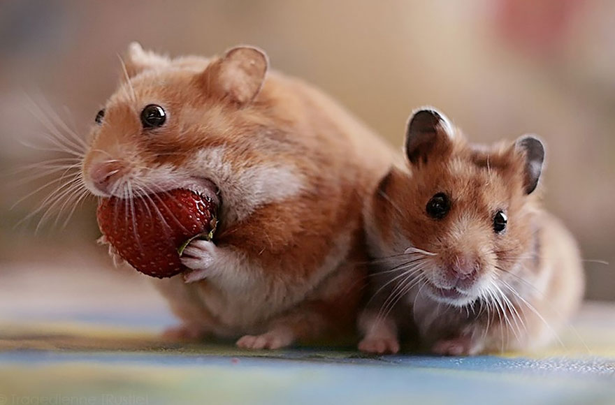 cute-hamsters-53__880