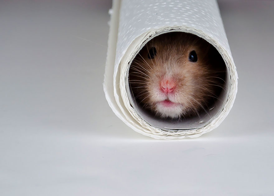 cute-hamsters-5__880