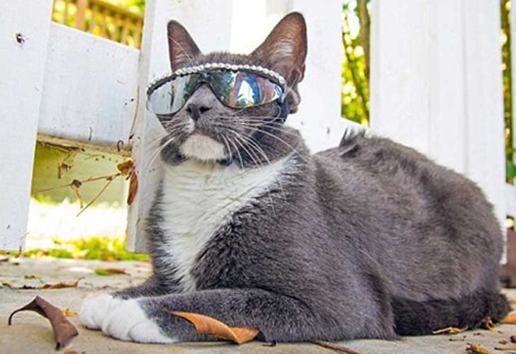 Bagel, Kucing Fashionable Selalu Pakai Kaca Mata Setiap Hari